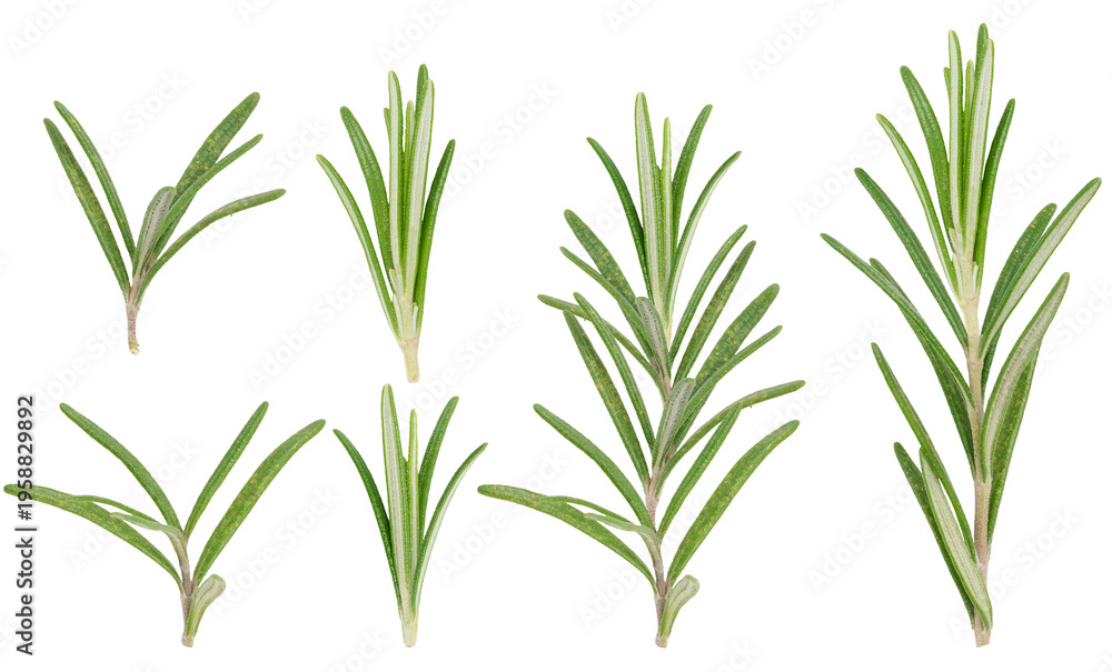 Fototapeta premium Fresh green rosemary branches on isolated background, close up