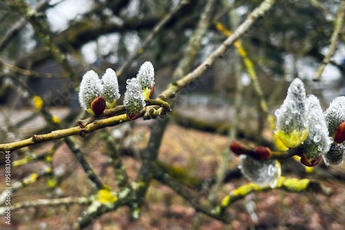 Macro shot of pussy willow branches with water droplets after rain, shallow depth of field, soft bokeh, capturing the delicate beauty of early spring awakening.