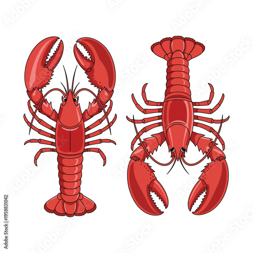 Lobster isolated on white background fresh cooked seafood meal with claws and shellfish