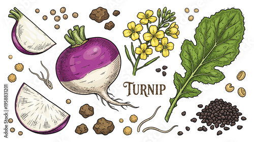 Hand-drawn turnip botanical vector illustration set including whole vegetable, slices, leaf, flowers, and seeds.