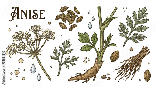 Hand-drawn anise plant botanical illustration set with seeds, roots, flowers, leaves, and essential oil drops. Vintage engraved spice and herb vector isolated on white background.