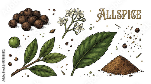 Vintage Hand-Drawn Allspice Botanical Illustration Set with Dried Berries, Ground Powder, Green Leaves, and Flowers