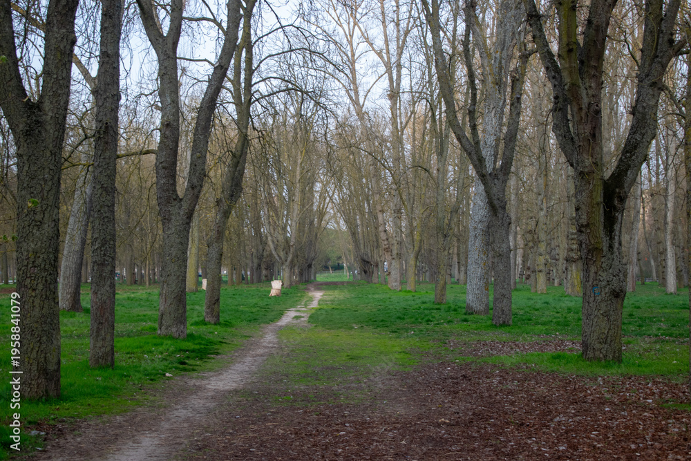 Fototapeta premium Camino de tierra rodeado de árboles altos en un bosque con hierba verde