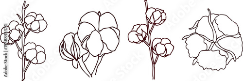 Set of isolated cotton flower branches and bolls in elegant line art style. High-quality botanical sketches of organic Gossypium plant for eco-friendly branding, textile patterns, natural cosmetics 