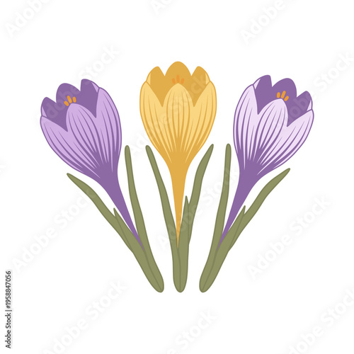 Crocuses blooming in vector with vibrant colors