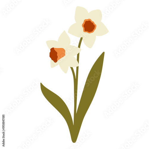 Narcissus flowers blooming on stem with leaves