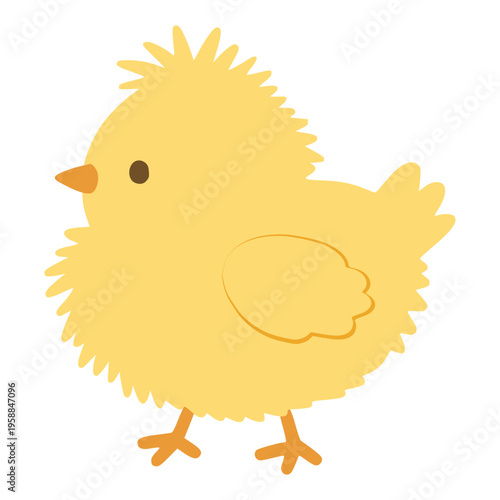 Yellow baby chick standing on white background