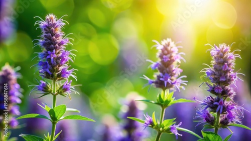A photo of hyssop blooms with a vibrant green background, delicate purple flowers swaying in the breeze