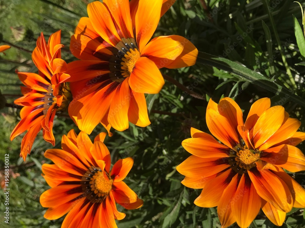 Fototapeta premium Vibrant Striped Gazania Flower in Bloom – Yellow Orange African Daisy Close-Up in Garden Sunlight. The treasure flower or African daisy. yellow flowers cluster. yellow flowers cluster. New Day red str