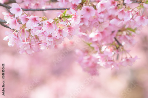 河津桜の花　背景用