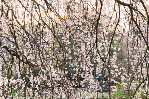 枝垂れ桜の花