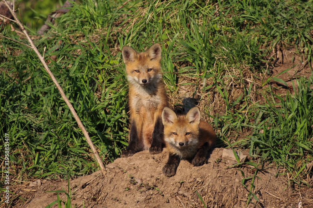 Obraz premium red fox in the wild