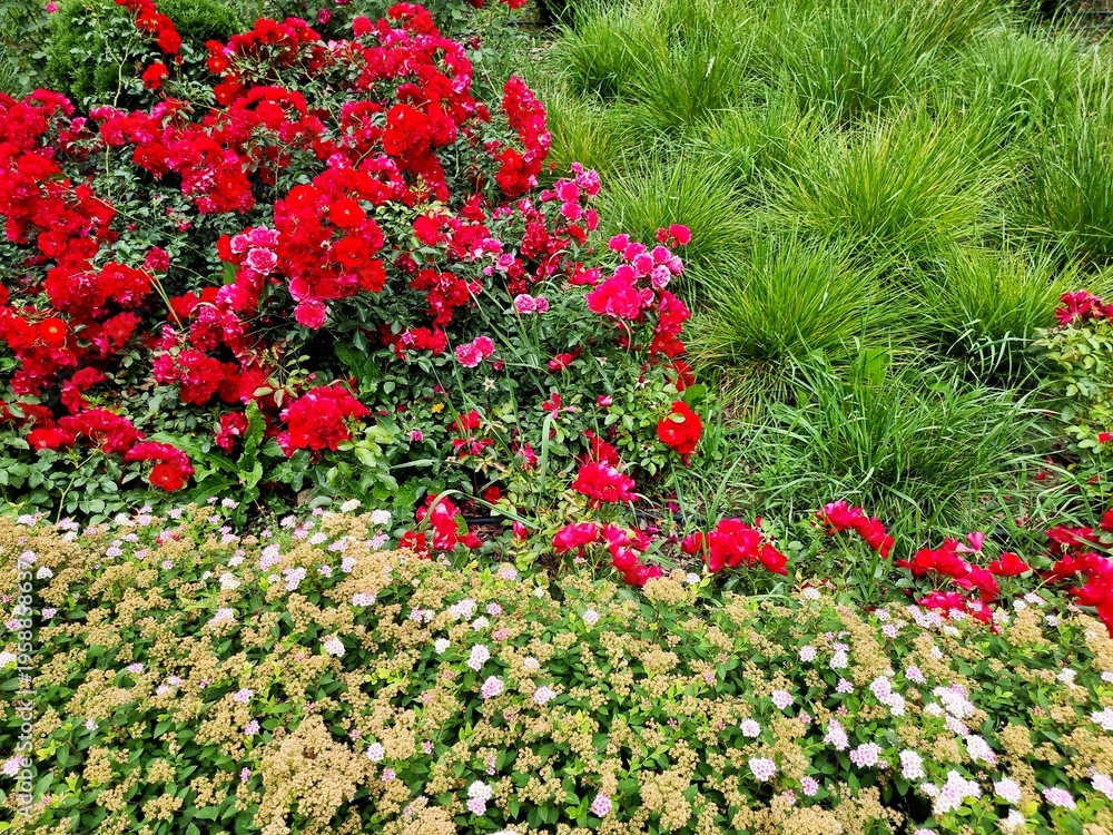 Naklejka premium Beautiful flowers in the garden. Spiraea japonica and roses.