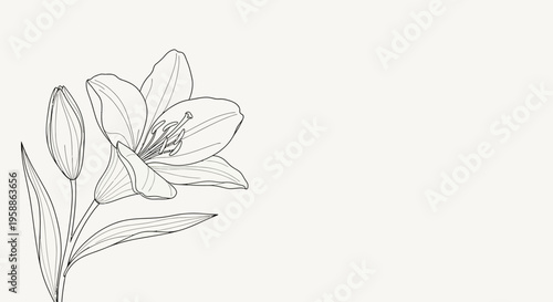 Detailed drawing of a lily flower.