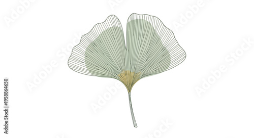 Ginkgo leaf skeleton close up detail.