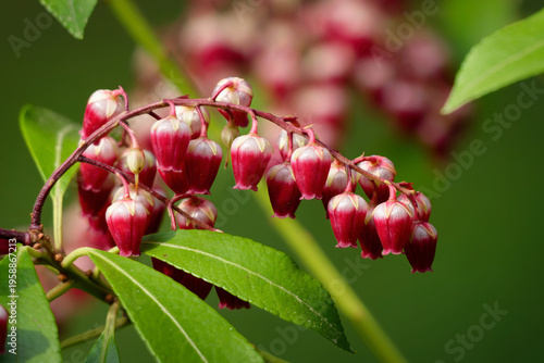 Canvastavla Macro view of delicate pink and white Japanese Andromeda (Pieris japonica) flowers at Melaten cemetery in Cologne, Germany