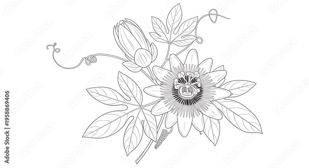 Obraz premium A delicate line art illustration of a passionflower with leaves and tendrils on a white background