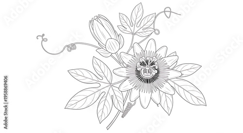 A delicate line art illustration of a passionflower with leaves and tendrils on a white background