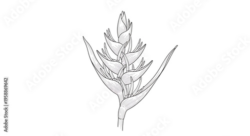 A minimalist vector illustration of a wheat plant on a white background