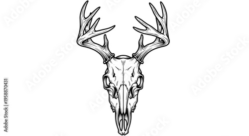 Deer Skull with Large Antlers Illustration.