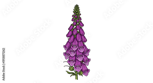 A vibrant purple foxglove flower illustration on a white background