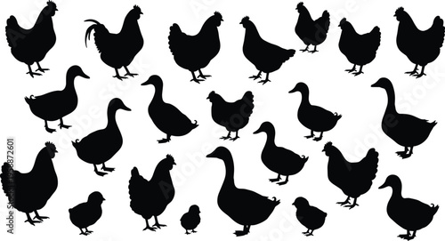 Collection of bird silhouettes, chickens, ducks, and chicks in different poses, nature animal icons, farm animals, bird vector design