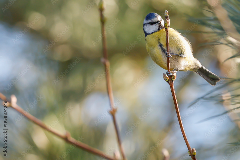 Obraz premium Blue Tit On Budding Branch - _S5A5903