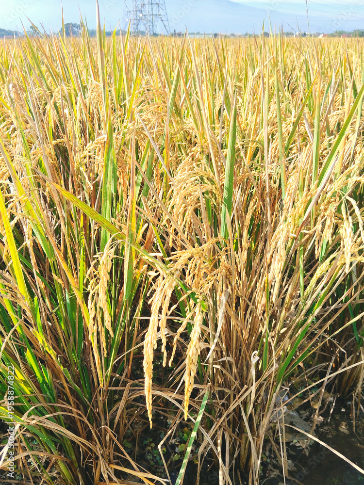 Obraz premium Golden rice paddy field ready for harvest under blue sky