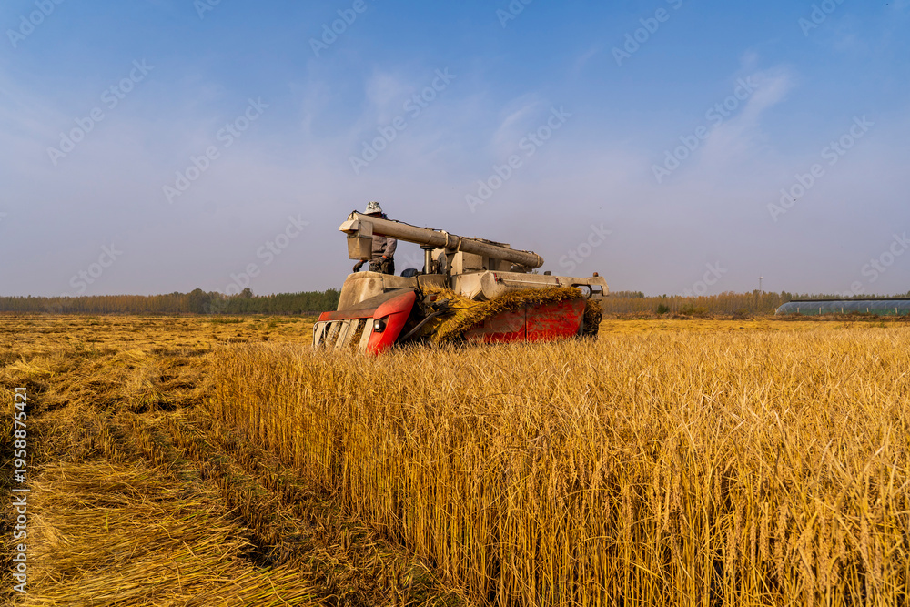 Obraz premium Harvester machine is harvesting rice