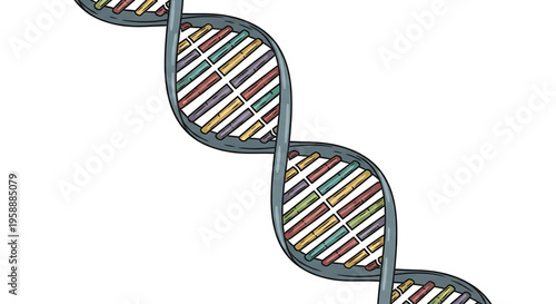 A colorful DNA double helix vector illustration on a white background