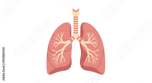 A detailed illustration of human lungs with trachea and bronchi, showcasing respiratory system anatomy