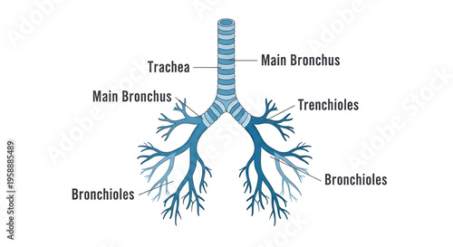 A detailed illustration of the human respiratory system, specifically the trachea and bronchi.