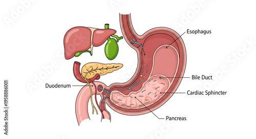 A detailed illustration of the human digestive system with labeled organs and parts.