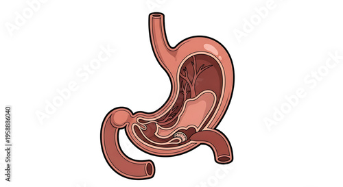 A detailed vector illustration of the human digestive system, specifically the stomach and intestines.