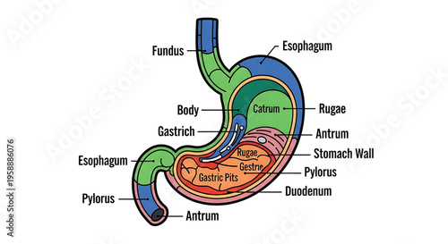 A detailed vector graphic illustration of the human stomach anatomy with labeled parts