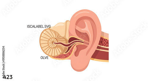 A detailed vector illustration of a human ear with labeled inner ear structures