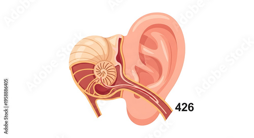 A detailed vector illustration of a human ear showing its internal anatomy