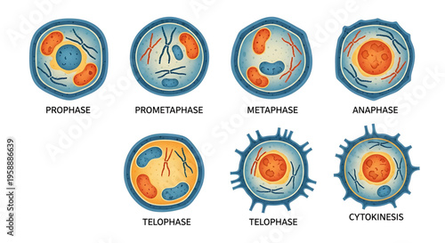 A detailed vector graphic illustration of the cell division process, depicting the various stages of mitosis and cytokinesis.