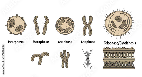 A detailed vector graphic illustration of the cell division process, depicting various stages of mitosis and cell reproduction.