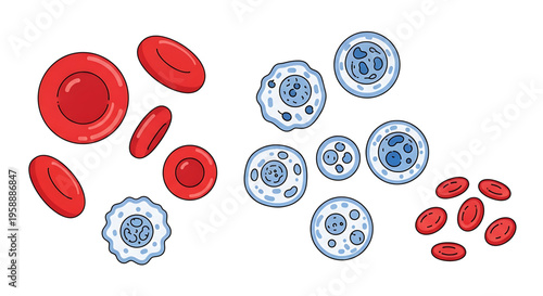 A vector graphic illustration of red and white blood cells in a medical design