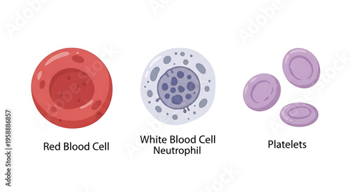 A medical illustration of red blood cells, white blood cells, and platelets for educational and healthcare purposes