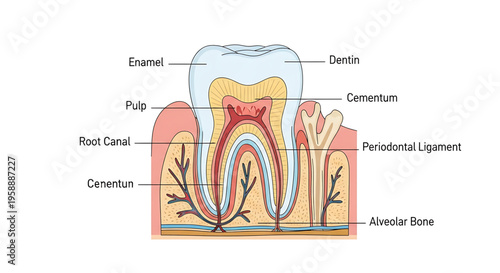A detailed vector graphic illustration of a tooth anatomy, showing enamel, dentin, pulp, and other dental structures.