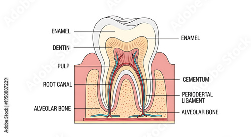 A detailed vector graphic illustration of a tooth anatomy, showing enamel, dentin, pulp, root canal, and alveolar bone