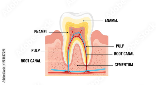 A detailed vector graphic illustration of a tooth anatomy showing enamel, pulp, root canal, and cementum