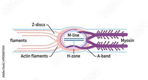 A detailed vector graphic illustration of a muscle fiber structure, showing various components labeled