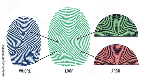 A vector graphic illustration of fingerprint patterns including whorl, loop, and arch types for identification and forensic use.