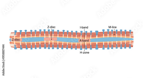 A detailed illustration of a muscle fiber structure, showcasing its various components in a clear and educational vector graphic.