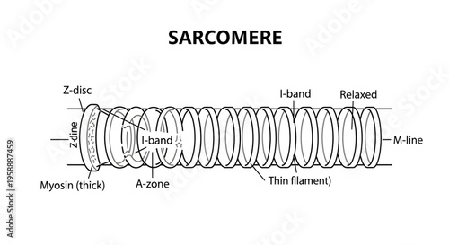 A detailed vector illustration of a sarcomere, the functional unit of striated muscle tissue