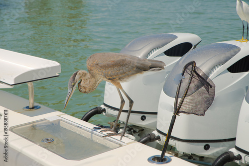 A great blue heron perches on the gunwale of a fishing boat beside outboard motors and a landing net, poised and focused over calm green water in a sunny marina setting.
