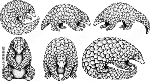 Pangolin animal silhouette, endangered species illustration, wildlife conservation vector, exotic mammal design, nature protection graphic, biodiversity artwork, detailed scale pattern drawing